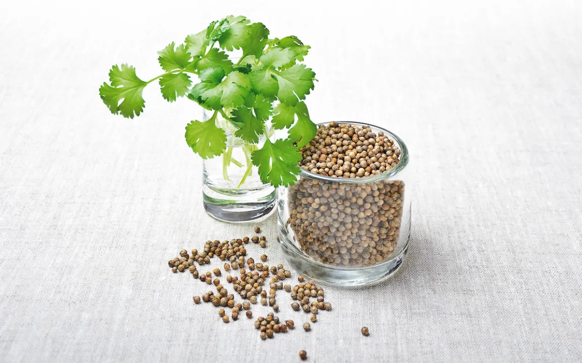 Küchenkräuter-Porträt: Koriander