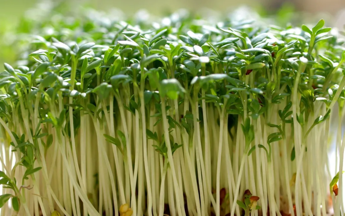 Sprossen: hochkonzentrierte Nahrung