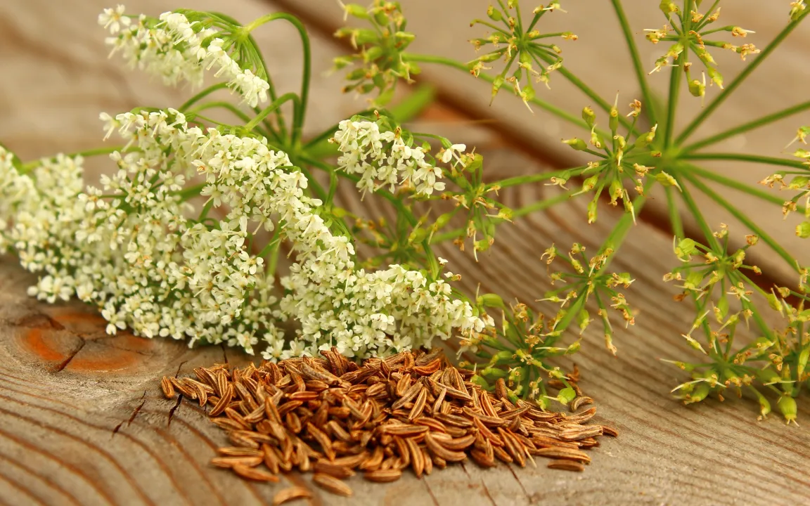 Echter Kümmel ist "Arzneipflanze des Jahres 2016"