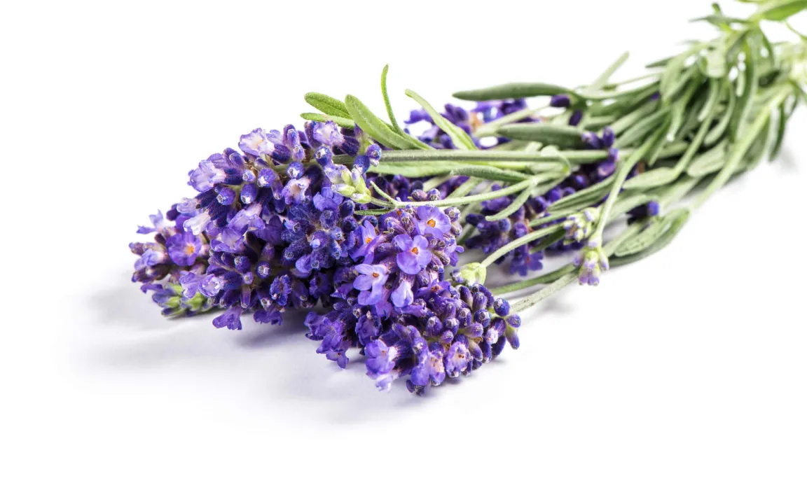 Echter Lavendel ist "Arzneipflanze des Jahres 2020"