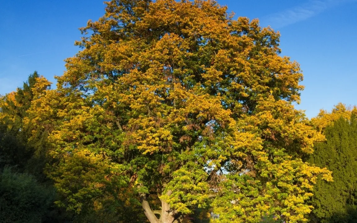 "Am Brunnen vor dem Tore ..."