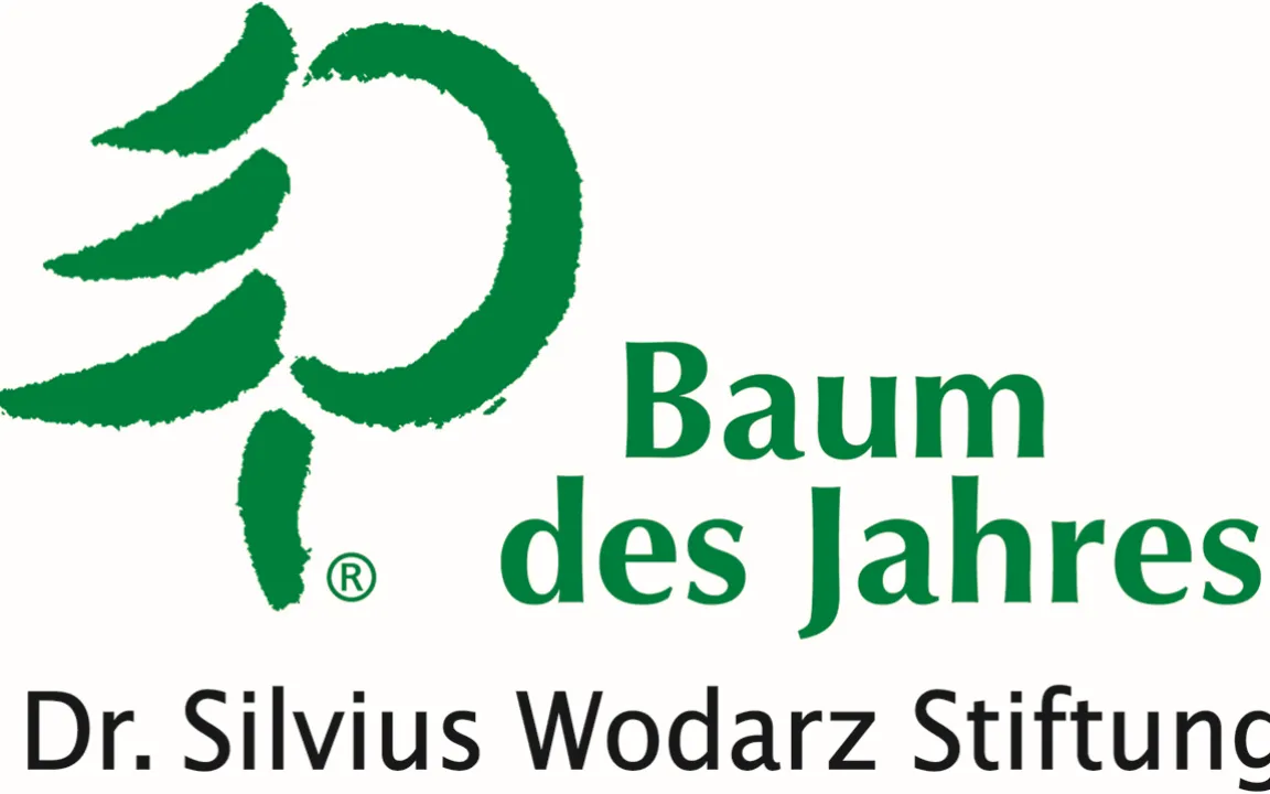 Baum des Jahres 2016: Die Winter-Linde