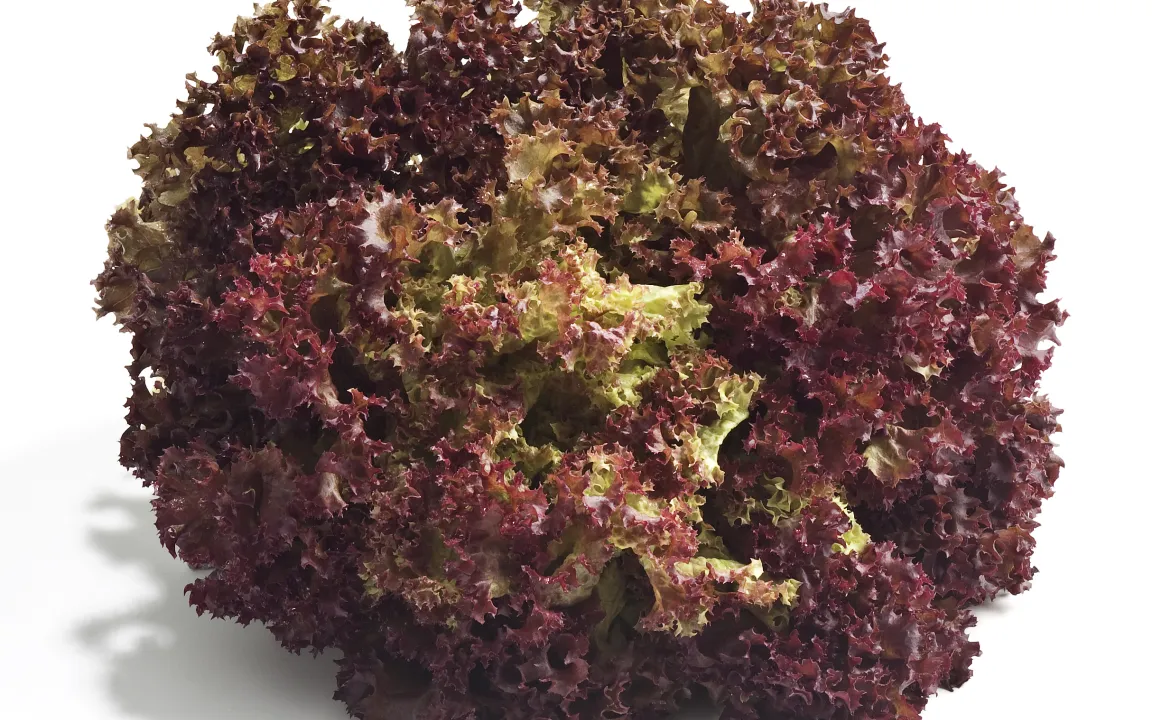 Lollo rosso – mehr als die perfekte Büfett-Deko