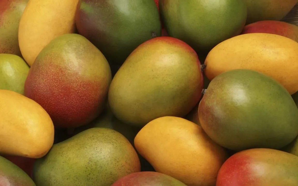Mango: exotisch und empfindlich