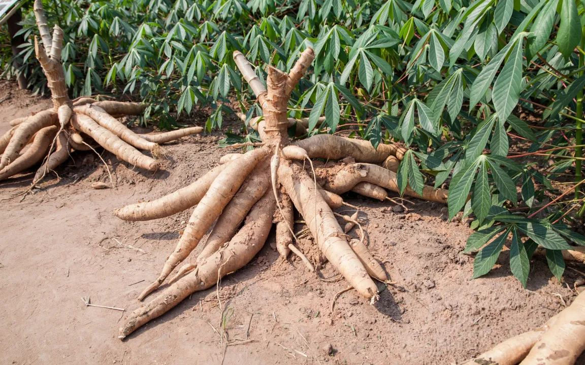 Mehr Vitamin B6 von transgenen Maniok-Pflanzen