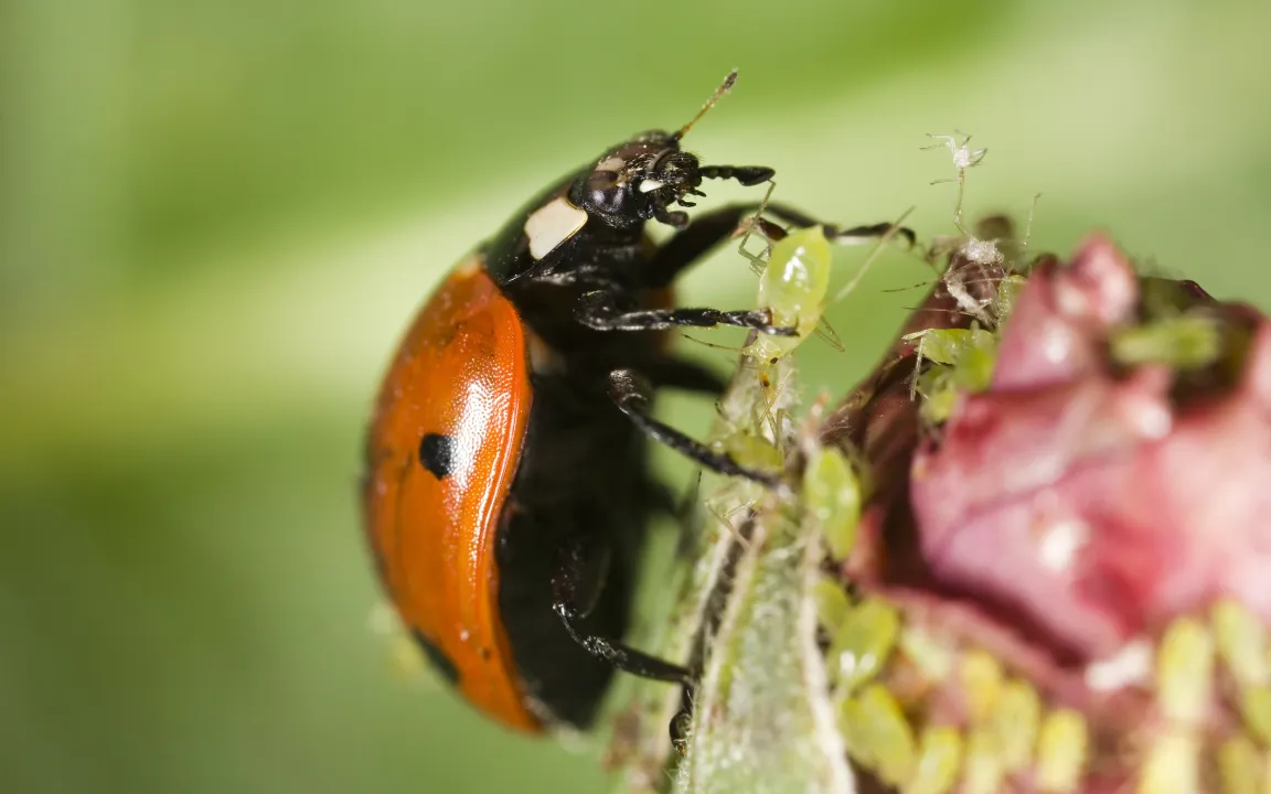 Gartenbau: Wie viel Pflanzenschutz geht mit Nützlingen?