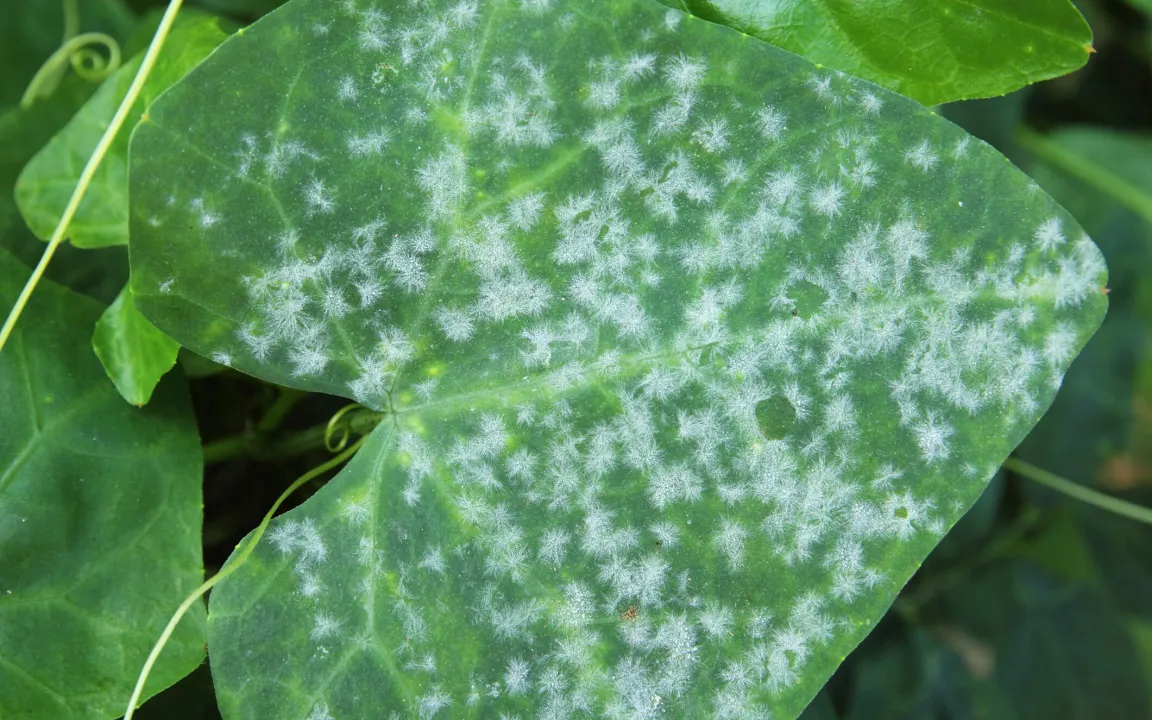 Der heilige Gral: Chitosane als „Pflanzen-Impfstoff“