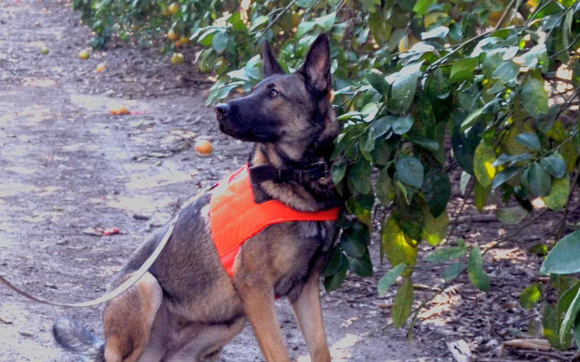 Der Professor und der Schnüffler