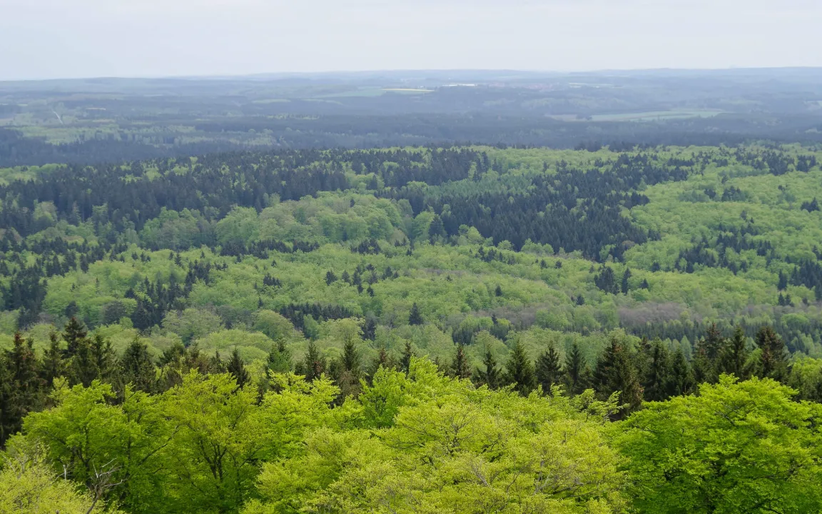 Mit vier Bäumen dem Klimawandel begegnen