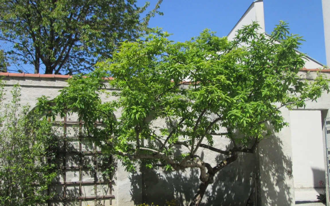 Die Mispel: Ein echter Hingucker im Garten