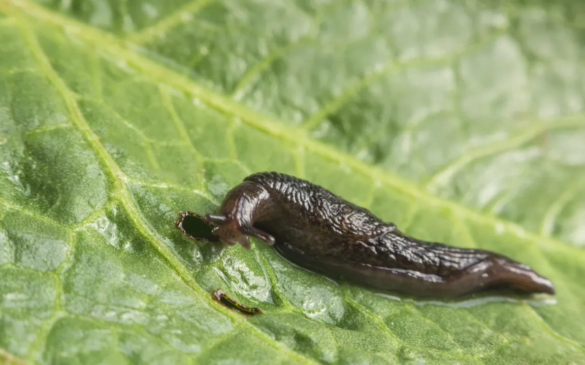 Gefräßig-schleimige Mitesser auf dem Acker