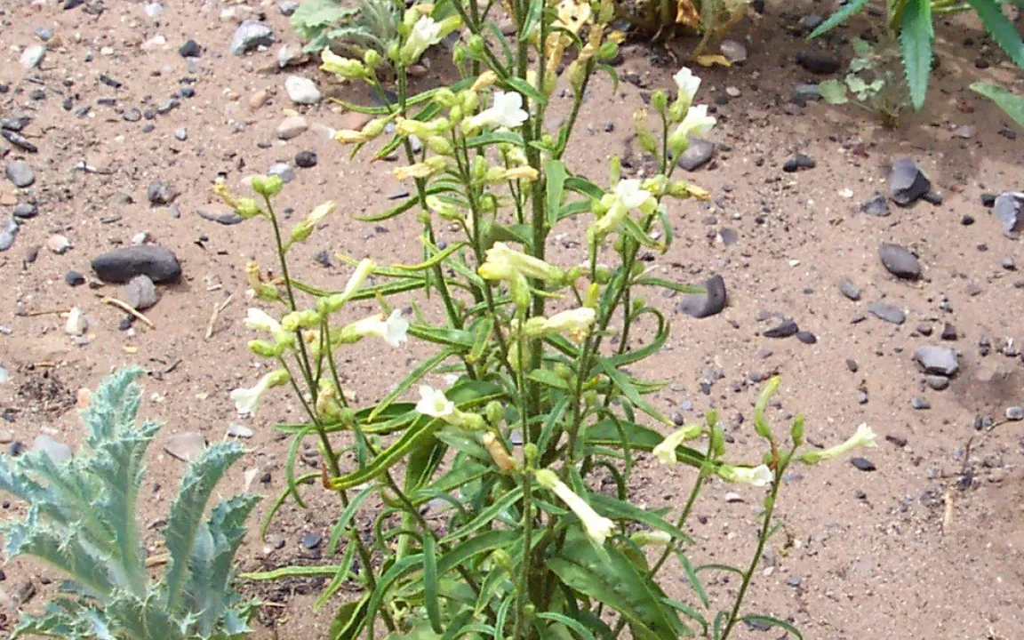 Wie Raupen Pflanzengifte abbauen