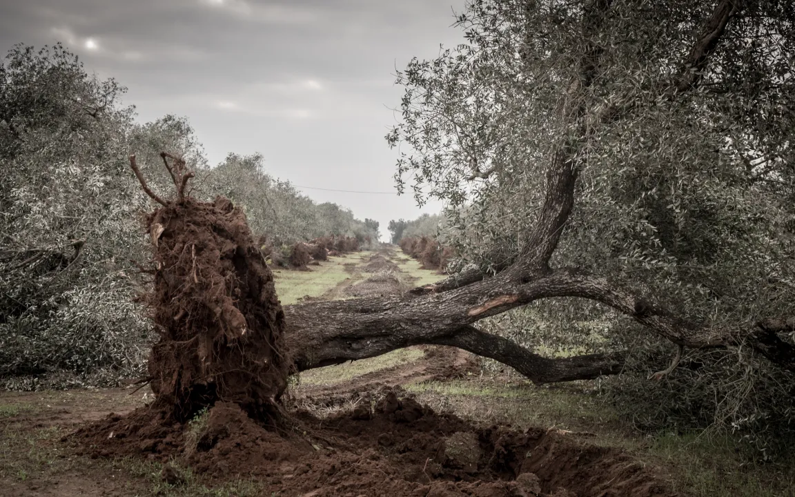 Xylella – Das zugereiste Killerbakterium