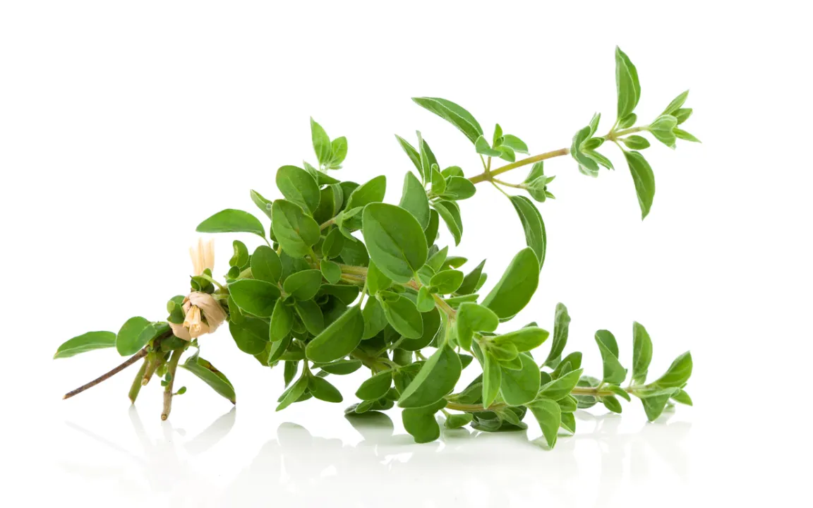 Oregano: Würziges Kraut für die mediterrane Küche