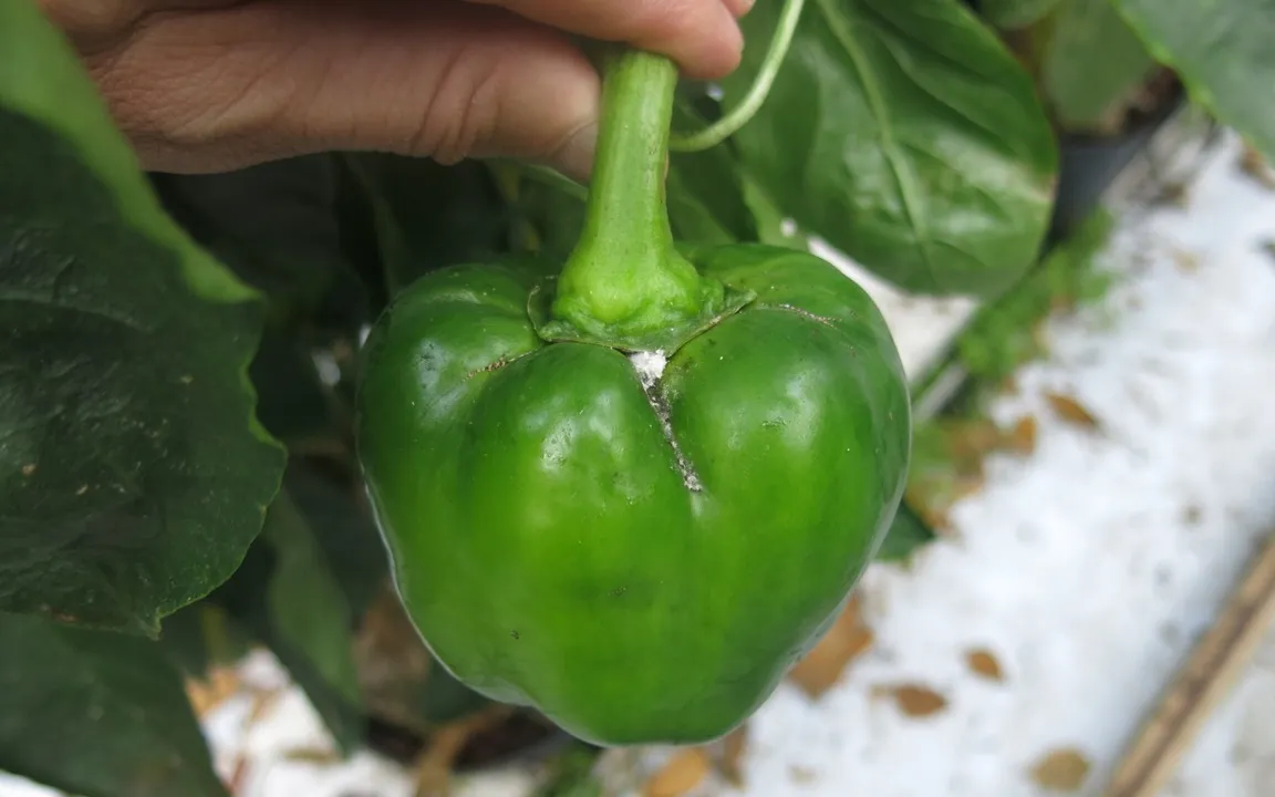 Bougainvillea-Wolllaus an Paprika in Österreich entdeckt