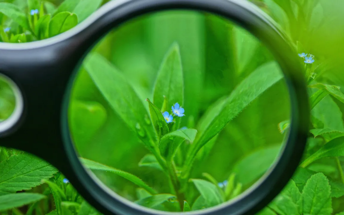 Zeigerpflanzen lügen nicht