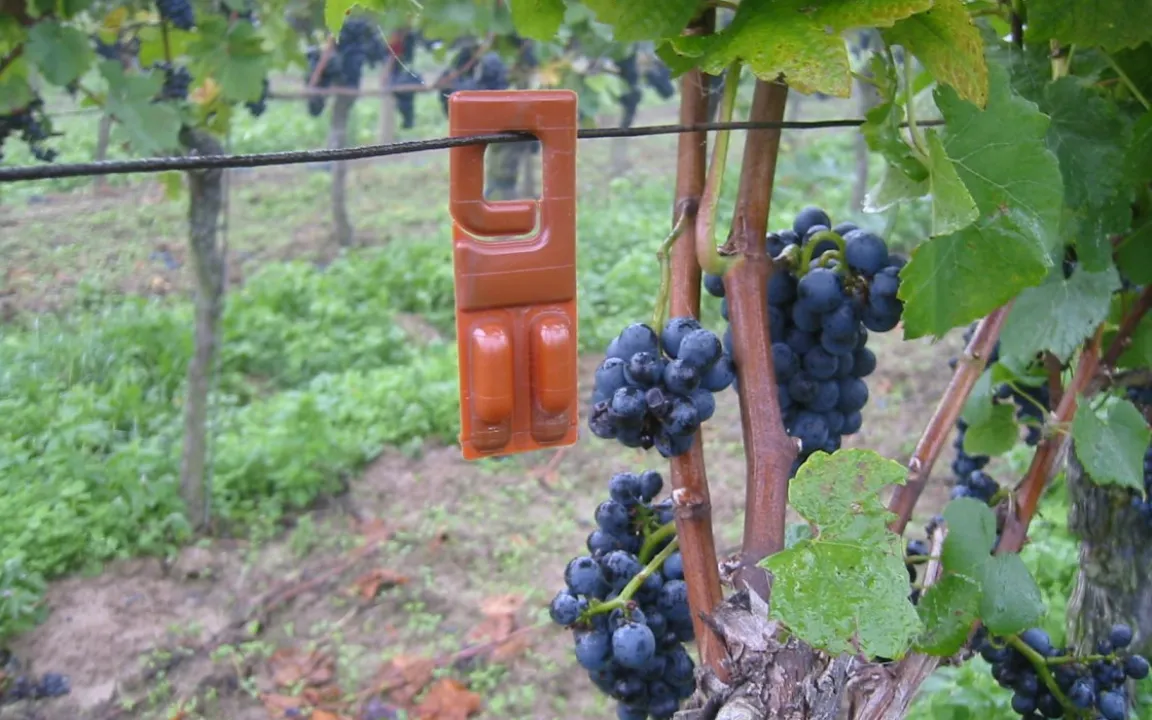 Was bedeutet Integrierter Pflanzenschutz?