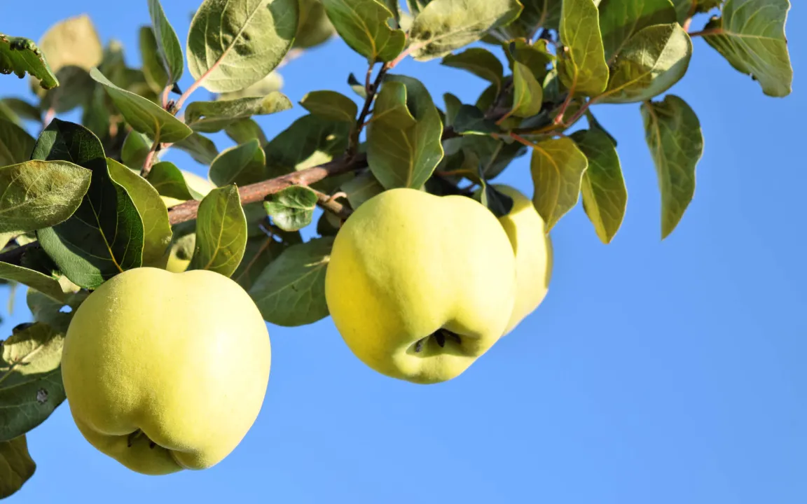Ein Quittenbaum für den Garten?
