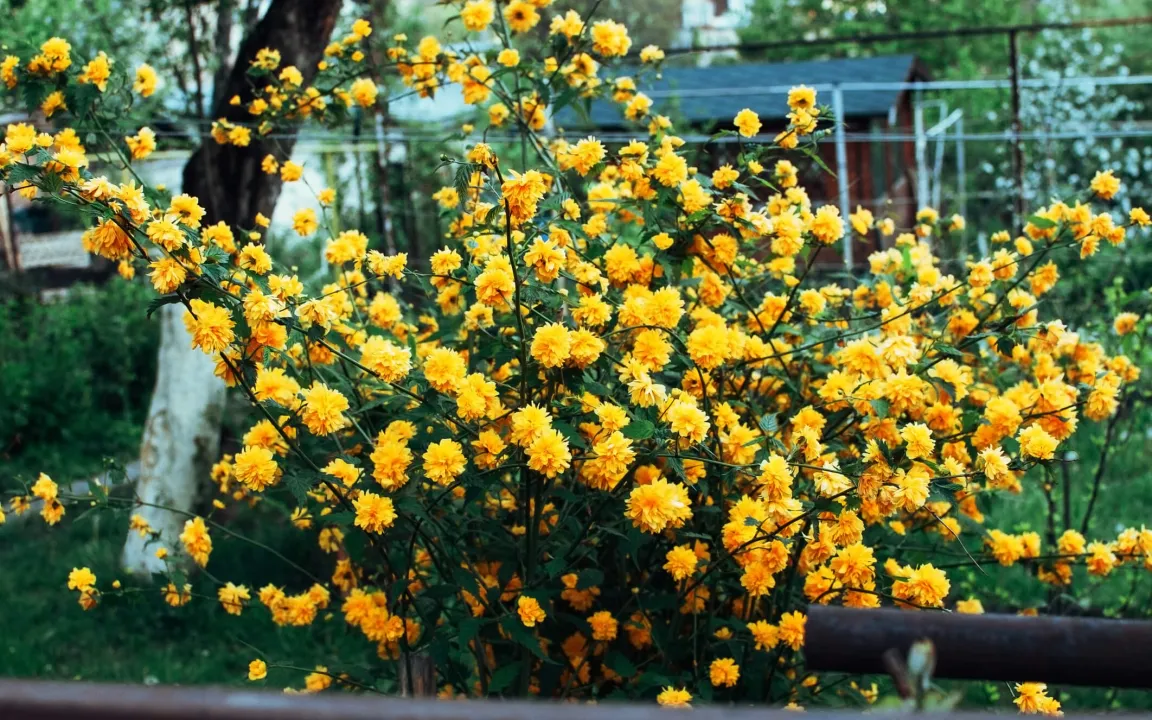 Blatt- und Triebsterben an Kerrie