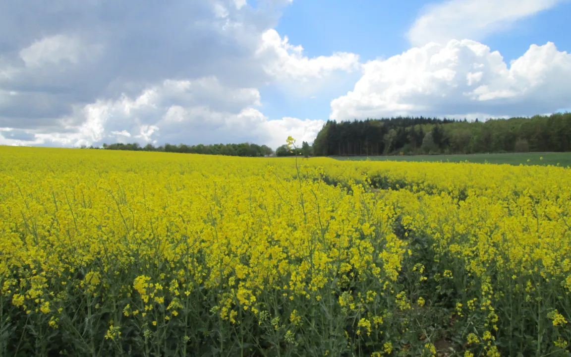 Deutschlands Ölfelder ergrünen