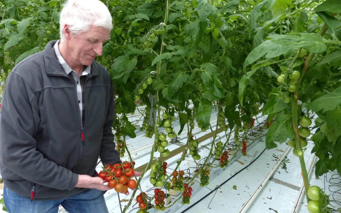 Tomaten und Gurken kommen ohne Erde aus