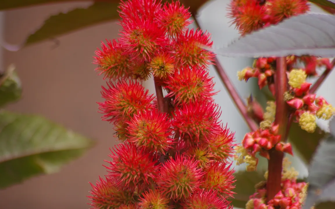 Der Rizinus ist "Giftpflanze des Jahres 2018"