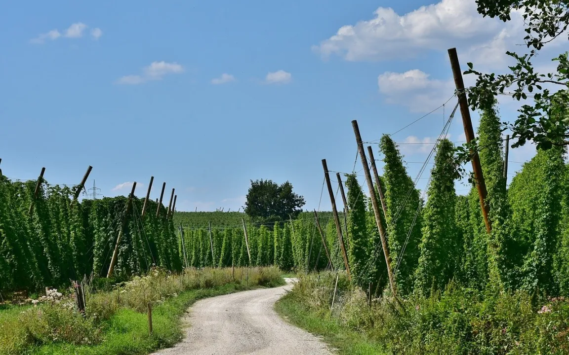 Hopfenanbau in der Sackgasse?