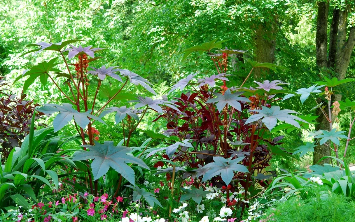 Rizinus als dekorative Gartenpflanze