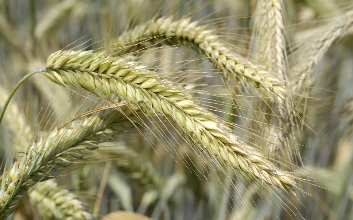 Roggen: Vom Brotgetreide zum Multitalent