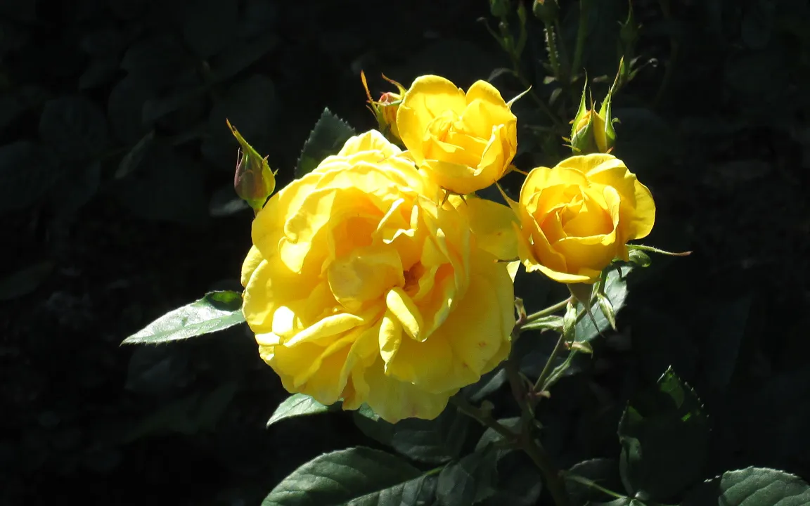 Frühjahrskur für die Königin der Blumen 