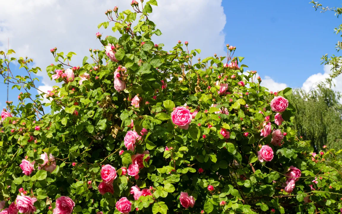 Ohne Knospen keine Blütenfreude
