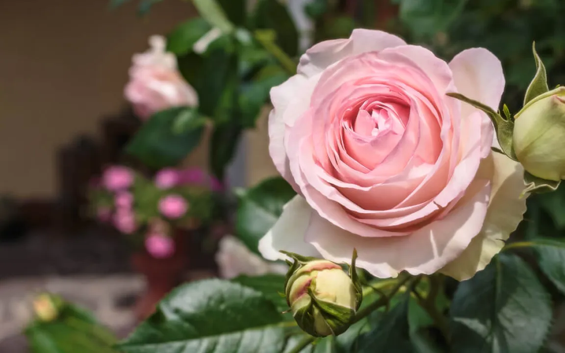  Rosensorten mit Prädikat