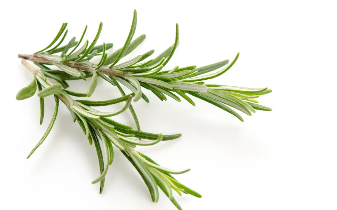 Rosmarin – ein vielseitiges Heil- und Gewürzkraut