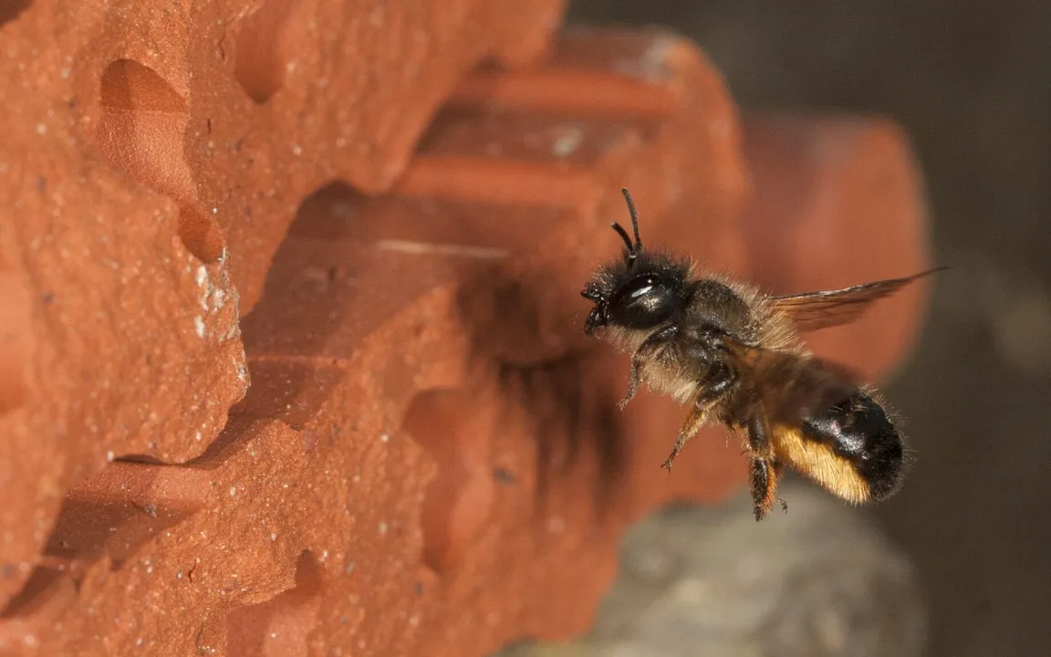 Rostrote Mauerbiene ist Insekt des Jahres 2019