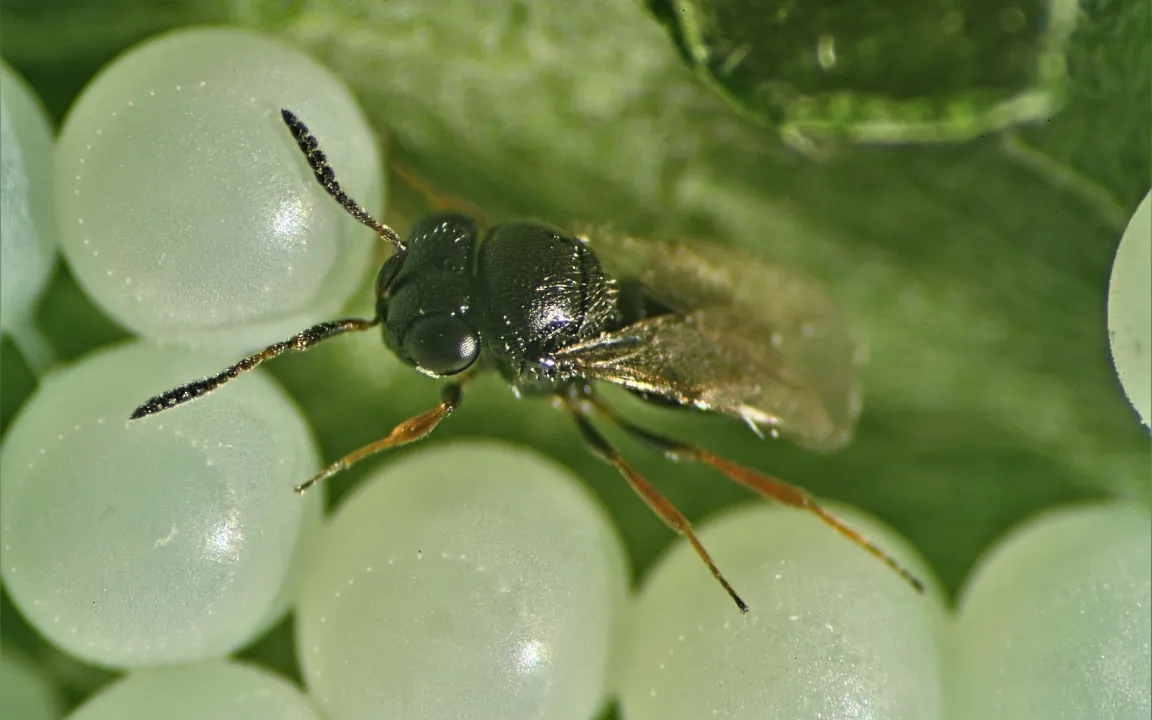 Die Samuraiwespe: Hoffnung für Obst- und Gemüsebauern