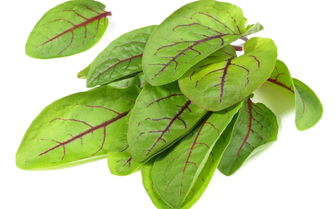 Sauerampfer hat jetzt Saison