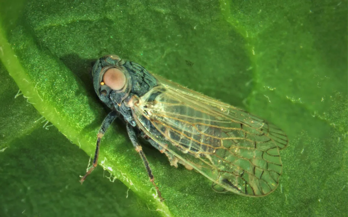 Mit Pflanzenduftstoffen Vektorinsekten ausschalten