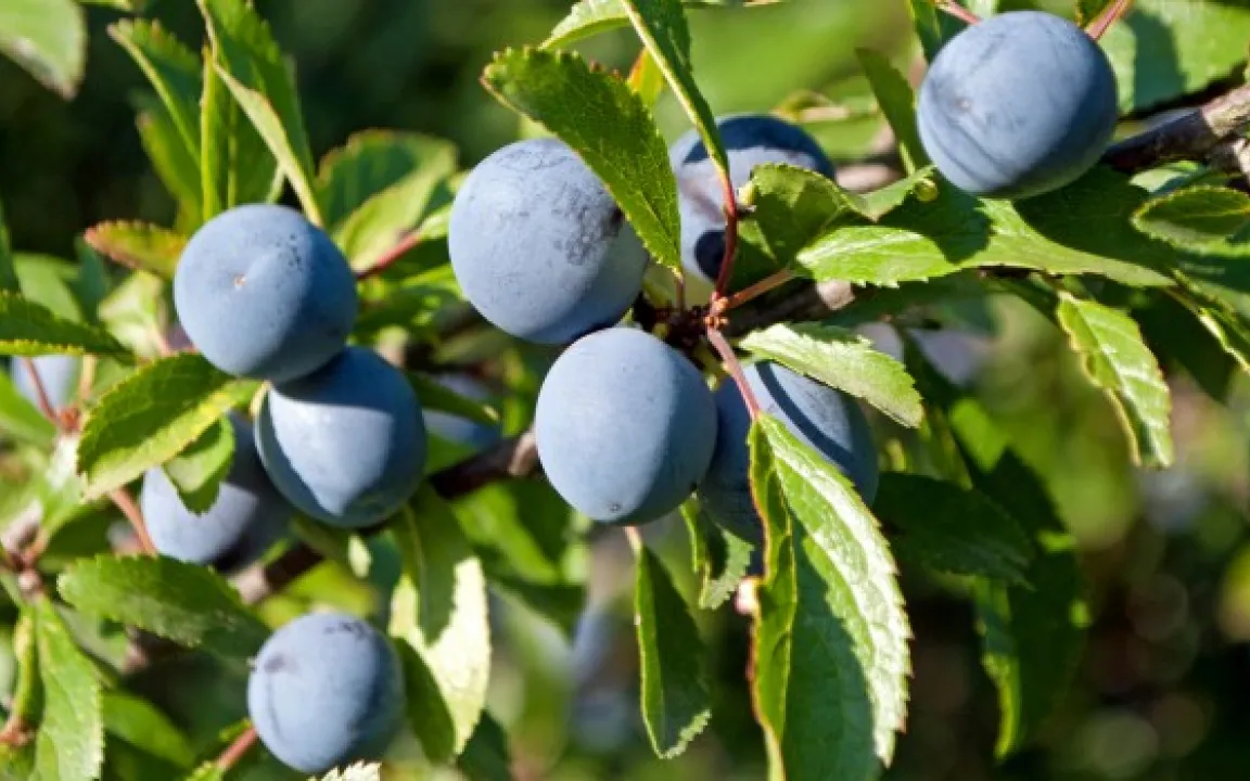 Schlehe – eine Wildfrucht wird gezähmt