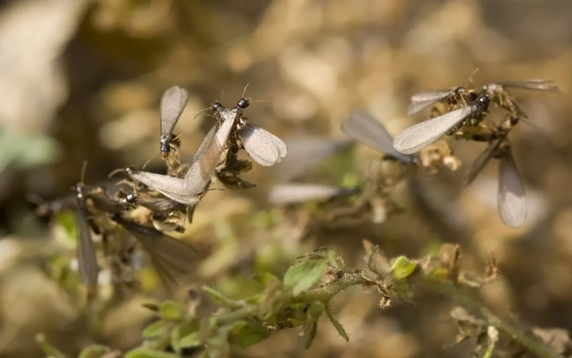 Insekten auf dem Vormarsch