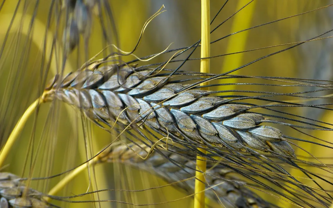 Emmer: Kommt der "Weizen von Rom" wieder?
