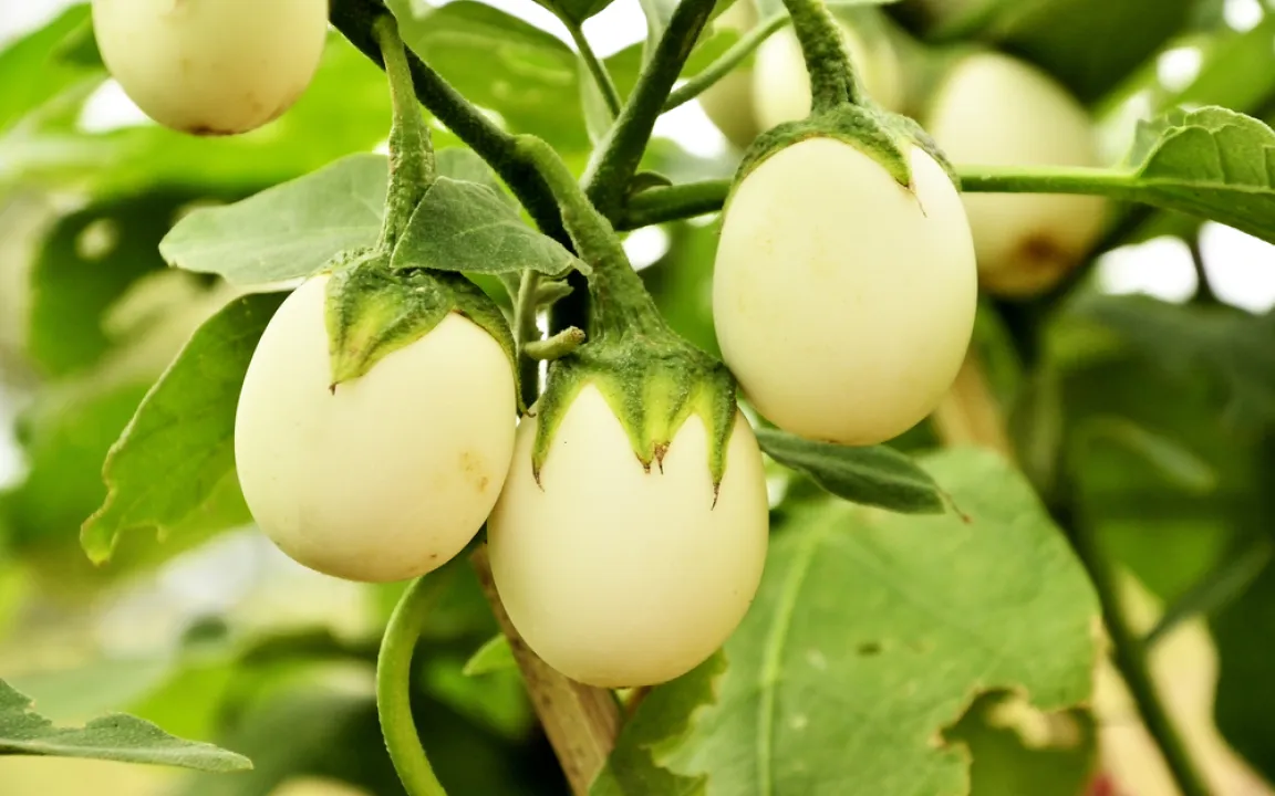 Ein Baum, der Gänseeier trägt?