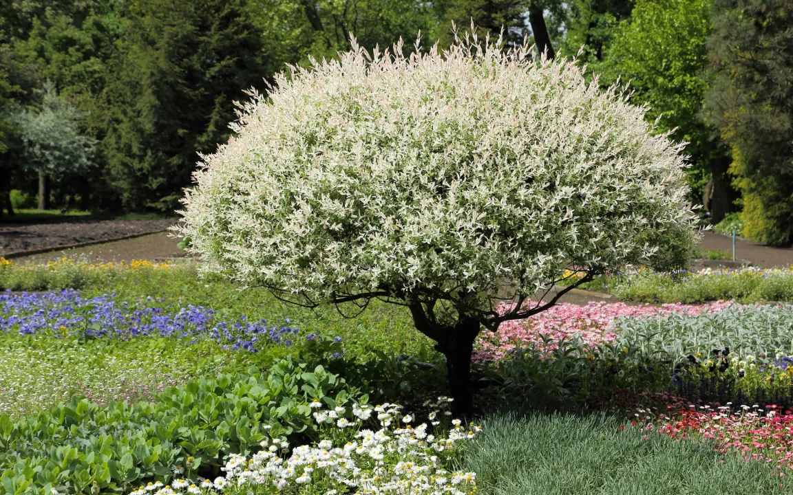 Die Harlekinweide als Gartenzierde