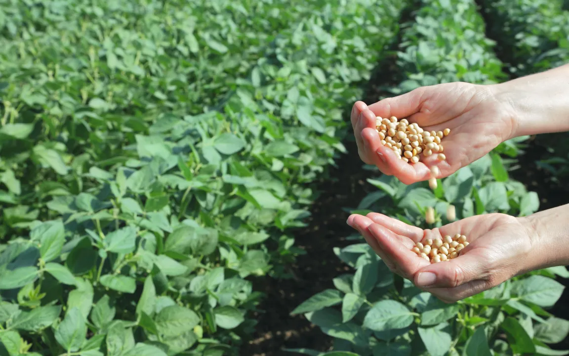 Züchtung mit Gentechnik – ihre nützliche Seite 