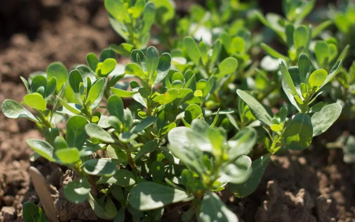 Portulak: seltenes Gemüse, aber häufiges Unkraut