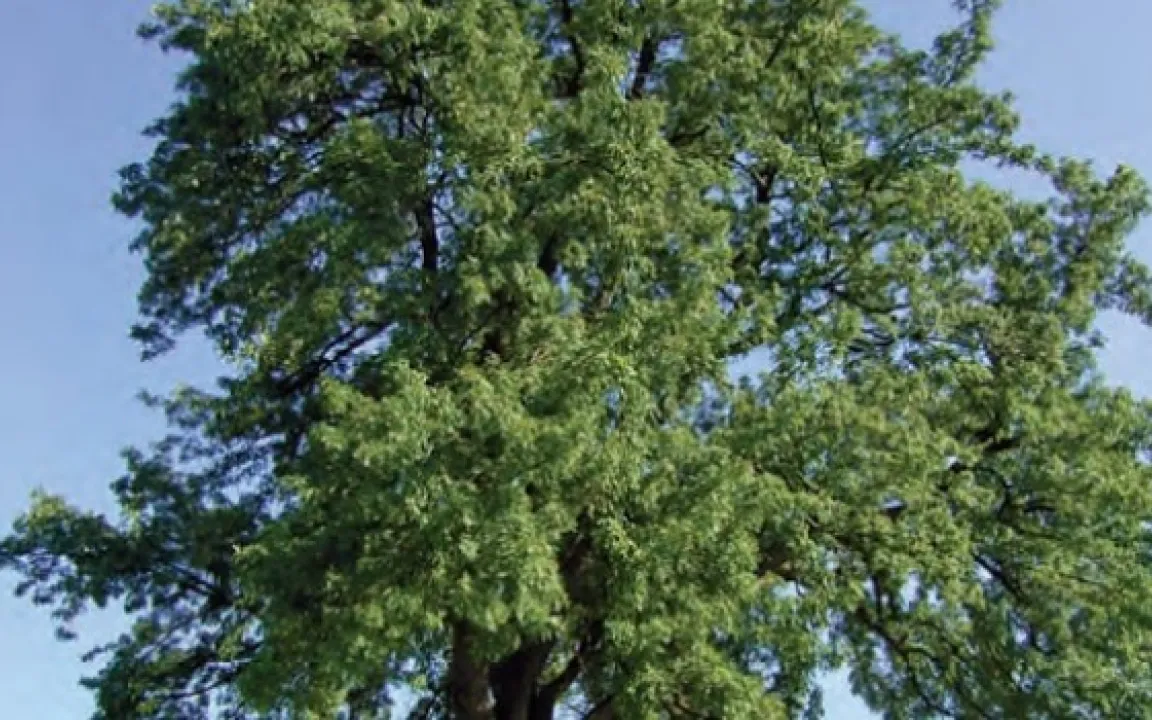 Der Speierling – ein Wildobst feiert Comeback