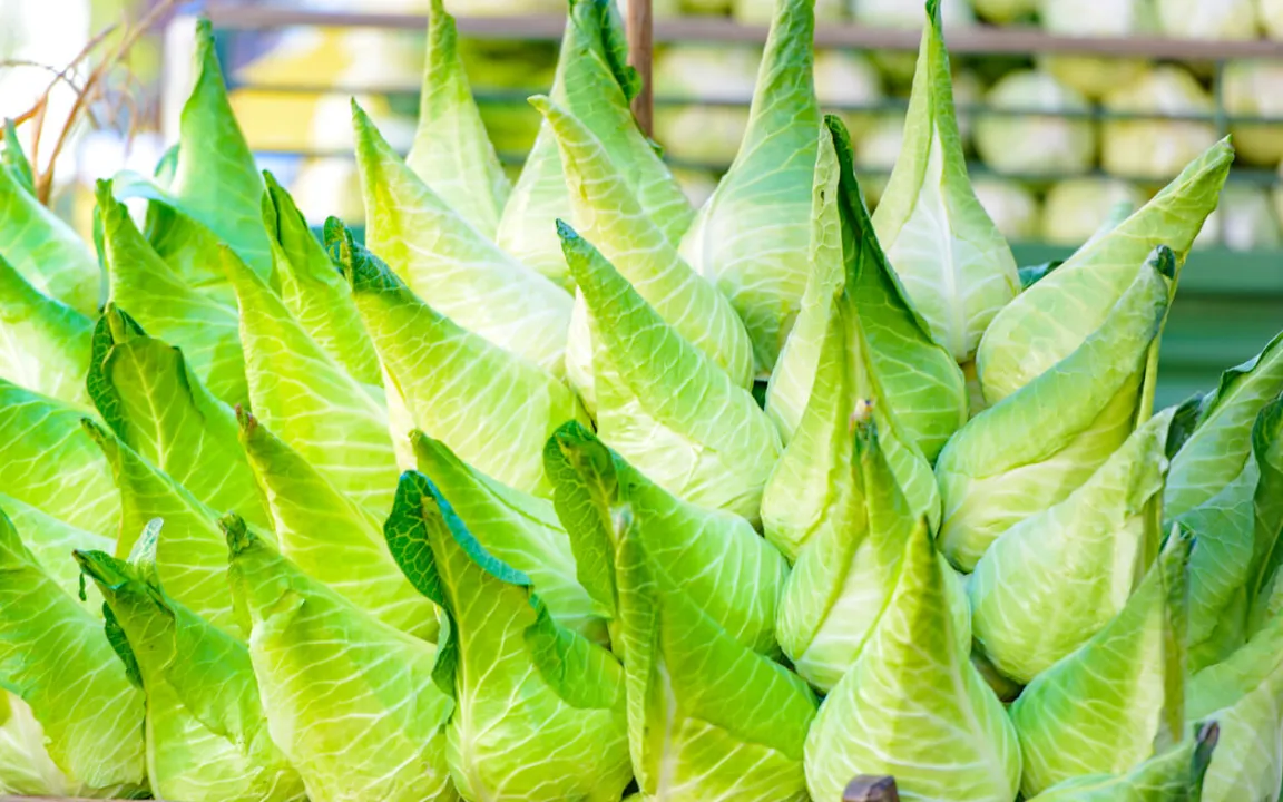 Spitzkohl: mild, zart und bekömmlich