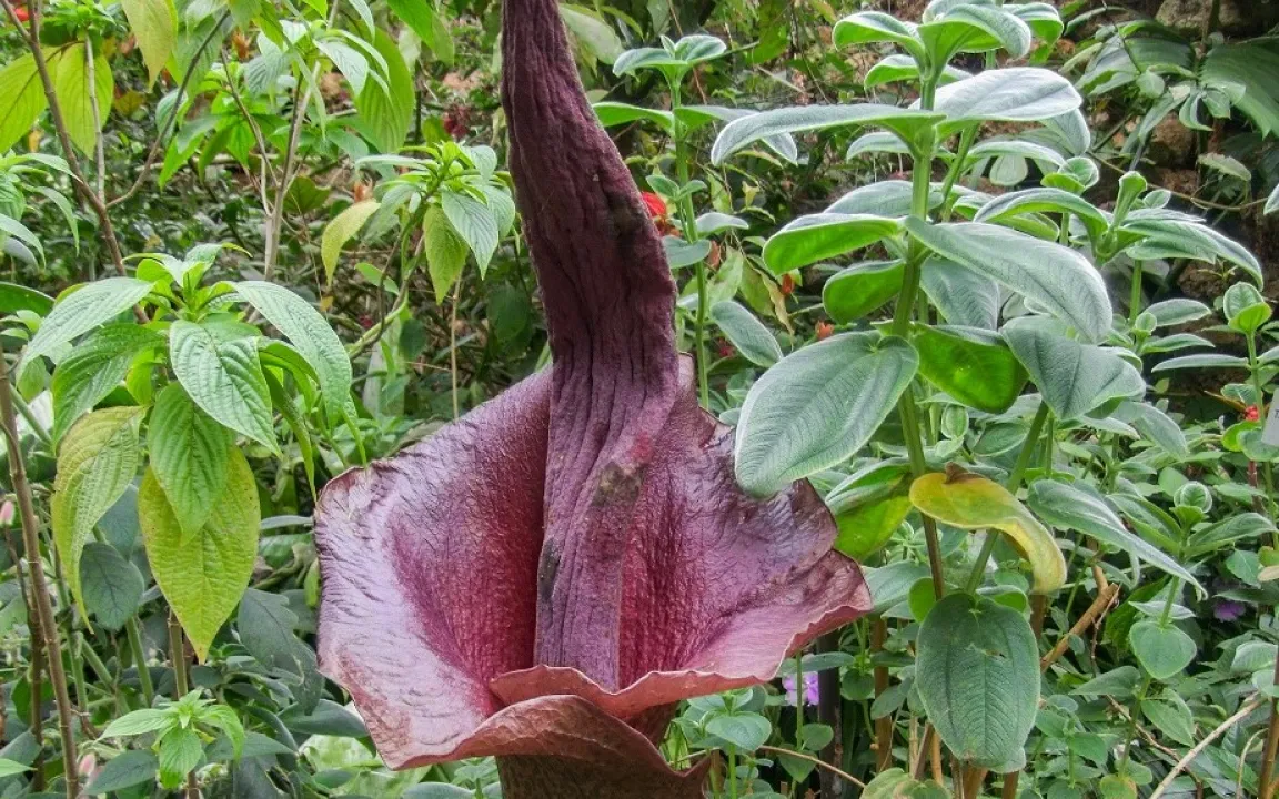 Aus dem Kuriositätenkabinett: Die Titanwurz