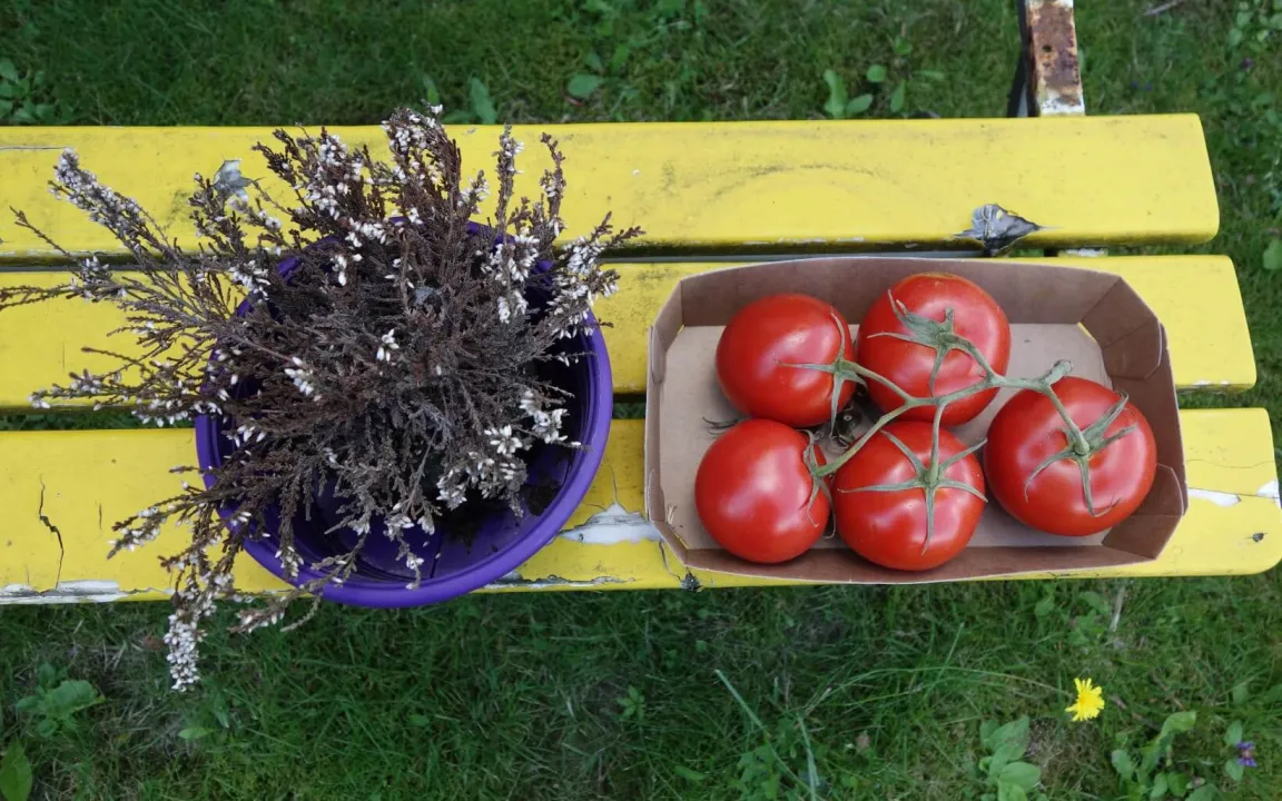 Was haben Tomate und Heidekraut gemeinsam?