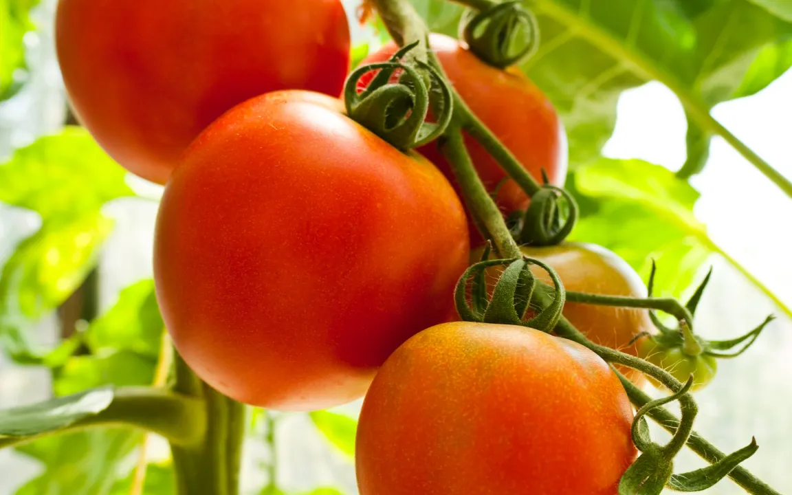 Sekundäre Pflanzenstoffe aus Tomaten