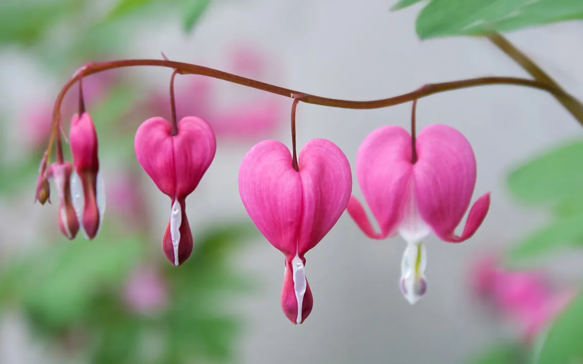 Giftpflanze des Jahres 2017 ist das Tränende Herz